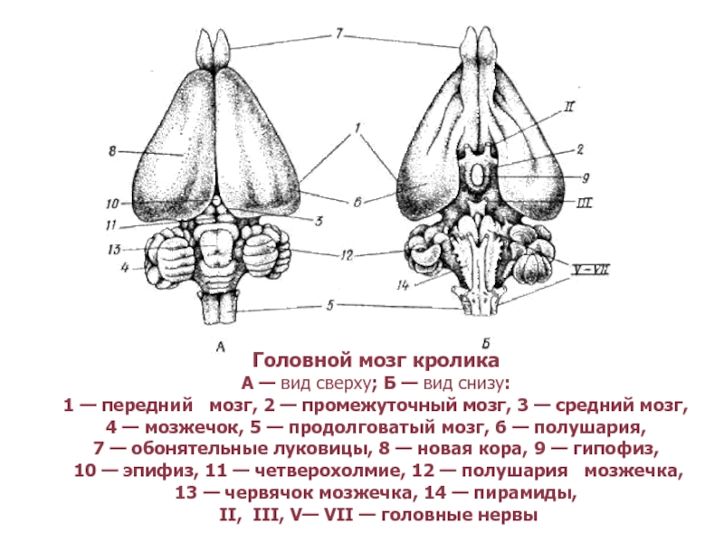 Головной мозг кролика рисунок