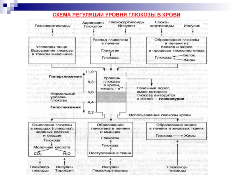 Регуляция углеводного обмена схема