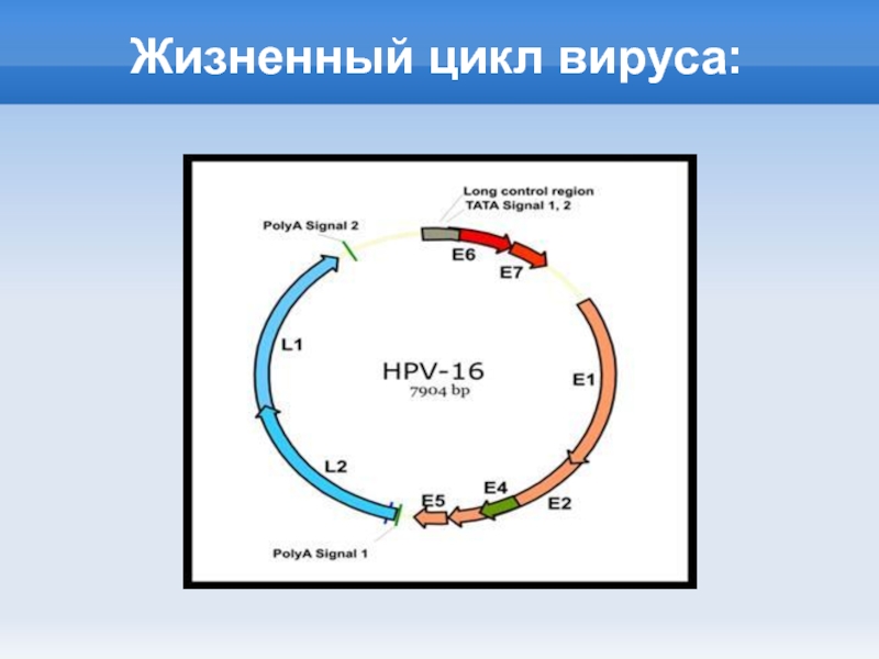 Последовательность жизненного цикла вирусов. Жизненный цикл вируса схема. Жизненный цикл ДНК содержащих вирусов. Схема жизненного цикла вируса гриппа. Стадии жизненного цикла вируса.