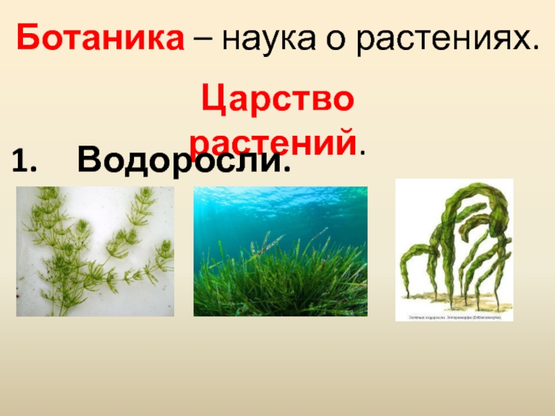 Царство растений водоросли. Водоросли низшие растения. Разнообразие растений водоросли. Водоросли относятся к царству растений так как.