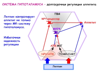 Система гипоталамуса