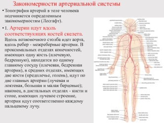 Закономерности артериальной системы