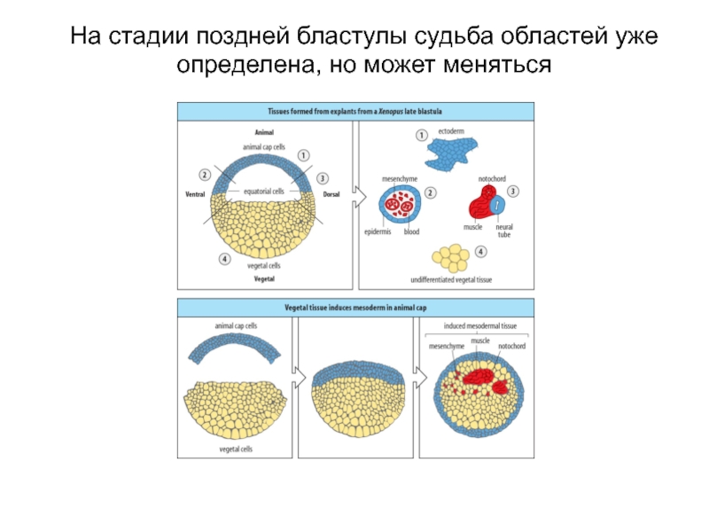 Стадии дробления бластулы. Бластула человека Тип бластулы ранняя и поздняя бластула. Морфология бластулы. Типы бластул. Поздняя бластула.