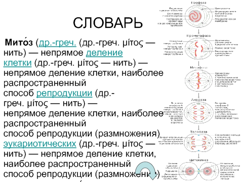 Одна из фаз деления клетки 7 букв. Митоз Непрямое деление клетки. Непрямое деление. Митоз это прямое деление клетки Непрямое деление клетки. Способы репродукции клеток их морфологическая характеристика.