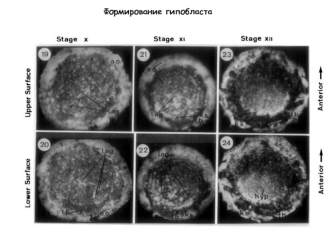 Formation of the two-layered blastoderm of the chick embryo