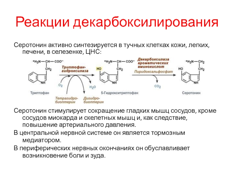 Сокращение гладкой мускулатуры сосудов. Декарбоксилирование тирозина реакция. Клетки мишени серотонина. Серотонин клетки мишени. Серотонин механизм действия на клетки мишени.