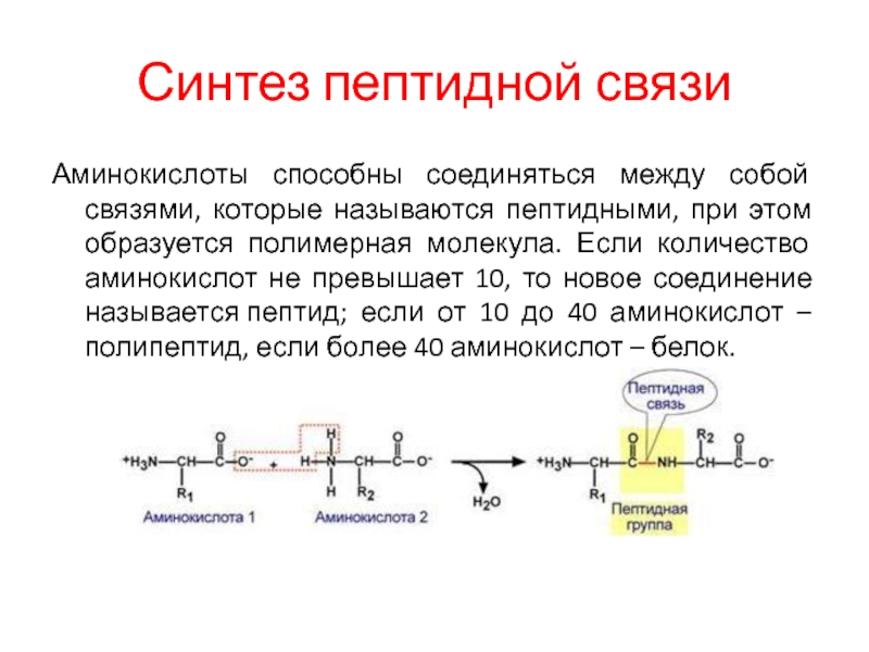 Пептидная связь аминокислот. Синтез пептидов. Синтез пептидов из аминокислот. Пептидная связь биохимия. Синтез одной пептидной цепи определяется.