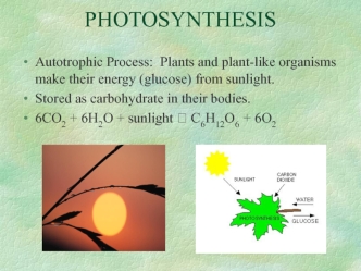 Photosynthesis