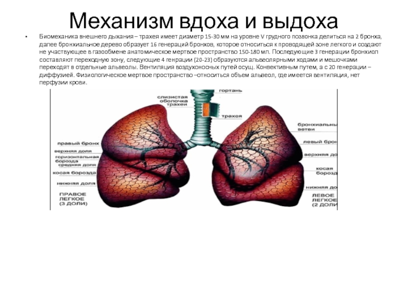 Биомеханика внешнего дыхания презентация