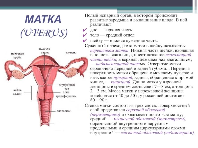 Строение женской репродуктивной системы в картинках с описанием и схемами