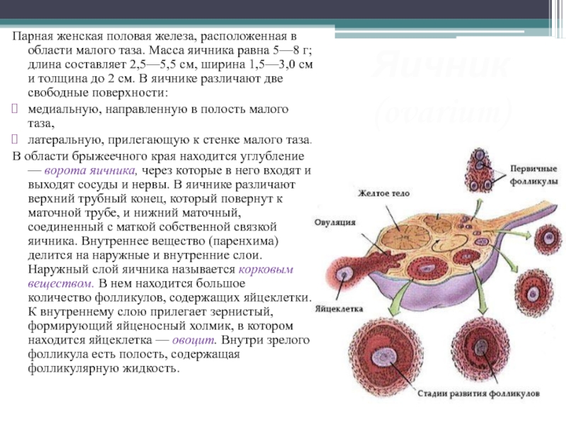 2 женские половые железы. Внутреннее строение яичника анатомия. Женские половые железы.