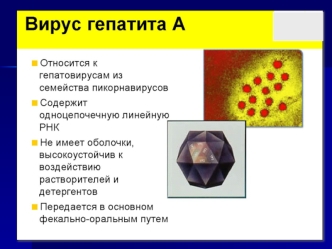 Вирус гепатита А