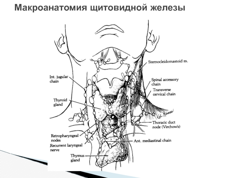 Схема лимфоузлов щитовидной железы. Лимфатический бассейн щитовидной железы. Лимфоузлы на щитовидке