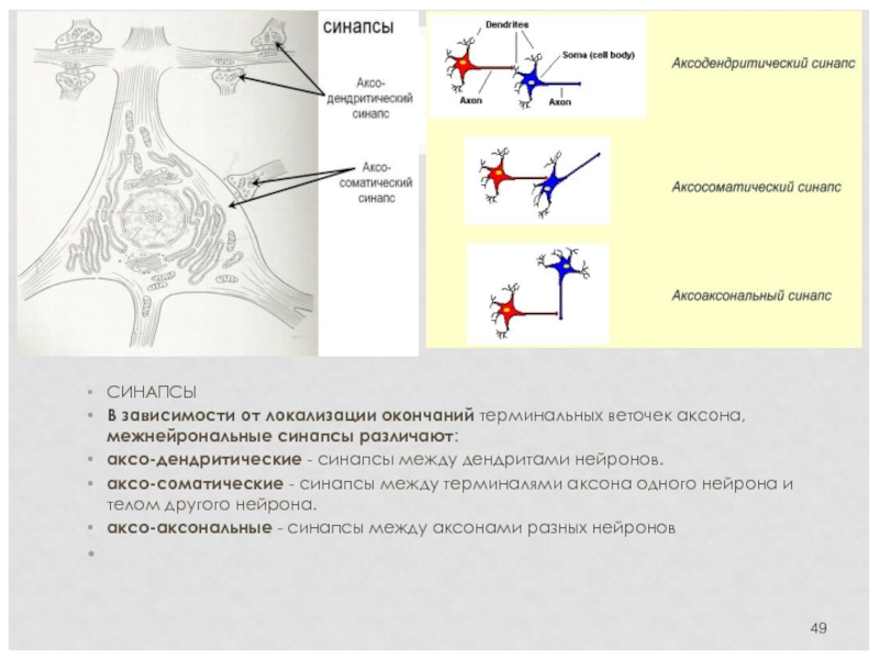Аксосоматический синапс схема