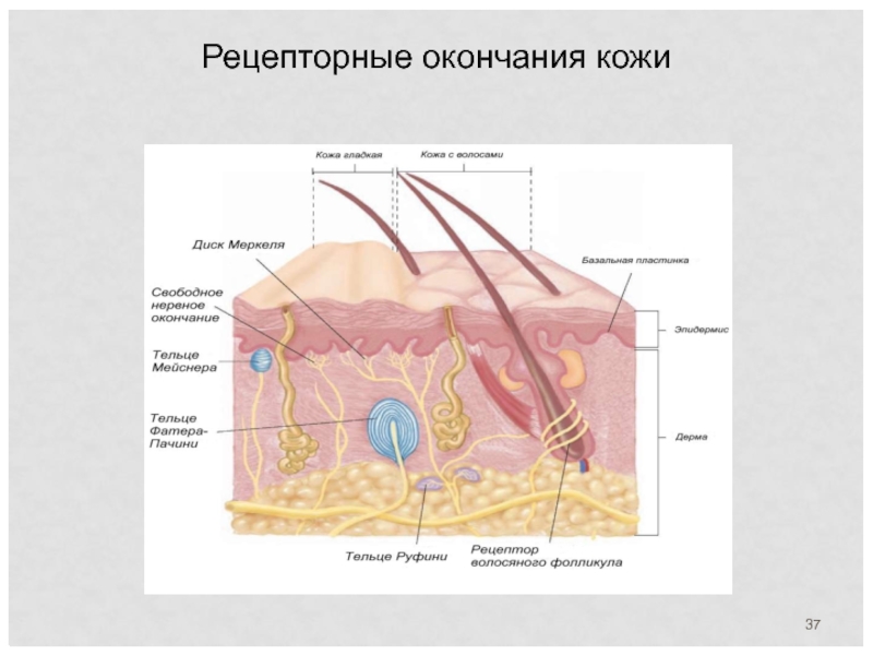 В чем проявляется рецепторная функция кожи кратко