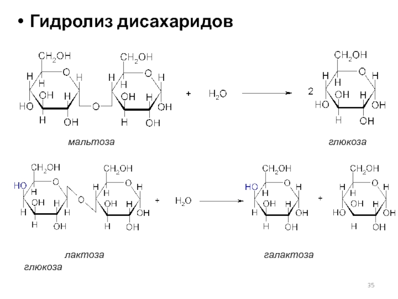 Схема гидролиза полисахаридов