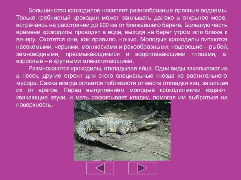 Крокодил млекопитающее или нет. Сообщение о гребнистом крокодиле 4 класс. Международная красная книга России гребнистый крокодил. Гребнистый крокодил доклад. Крокодилы кратко.