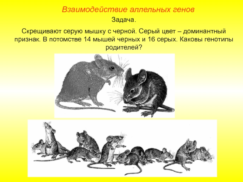 Доминантные признаки мыши
