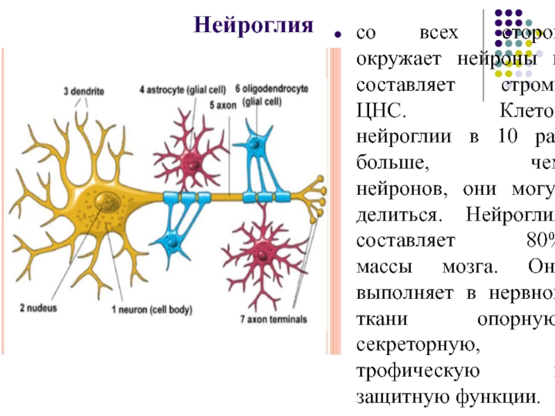 Виды клеток нервной системы. Строение нейроглии гистология. Клетки нейроглии выполняют следующие функции:. Нейроглия строение и функции. Клетки нейроглии гистология.