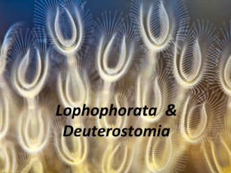 Lophophorata Deuterostomia. Щупальцевые