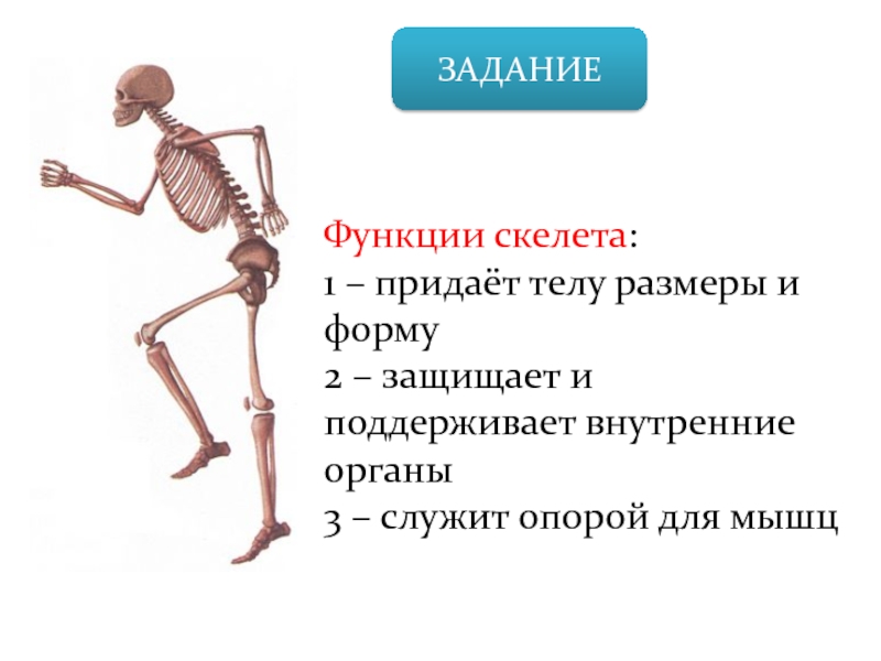 Внутренний скелет состоит из. Функции скелета. Строение и функции скелета. Кости человека для презентации. Функции скелета конечностей.