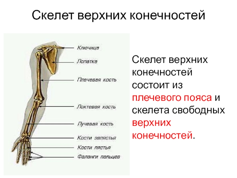 Выбери кости пояса верхней конечности. Скелет свободной верхней конечности анатомия. Строение костей свободной верхней конечности человека. Скелет верхней конечности биология 8 класс. Плечевой пояс и скелет верхних конечностей.