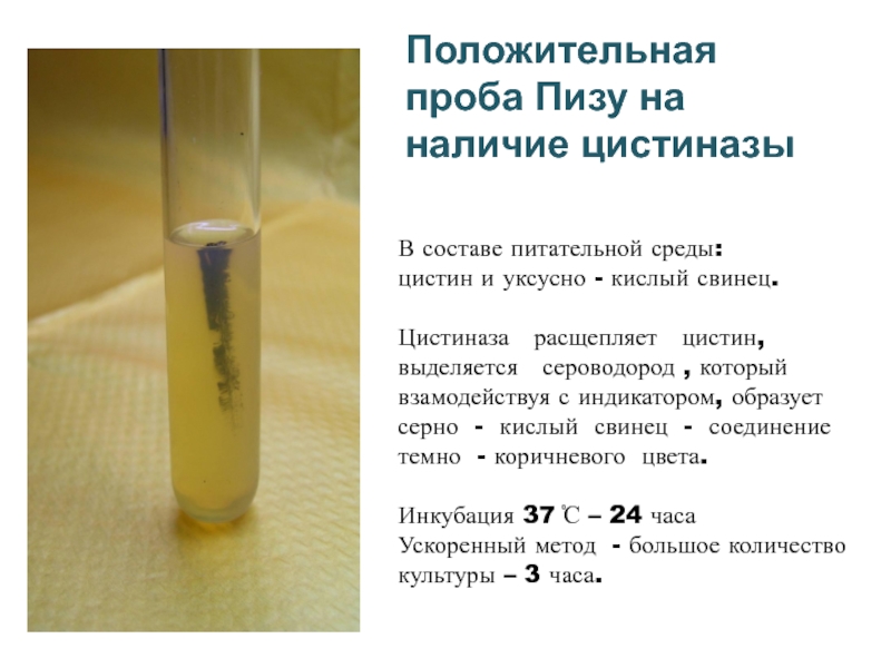 Проба определение. Положительная проба пизу. Проба на цистиназу у дифтерийной палочки. Проба пизу дифтерия. Проба пизу на цистиназу.