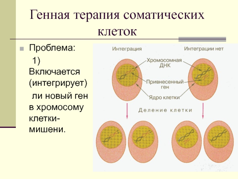 Вегетативная клетка хромосомный набор