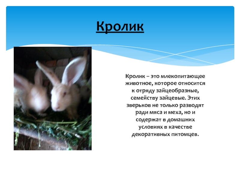 К какому типу относится кролик. К какому виду относится кролик. Сведения о кроликах. Интересная информация о кроликах. Отряд кроликов.