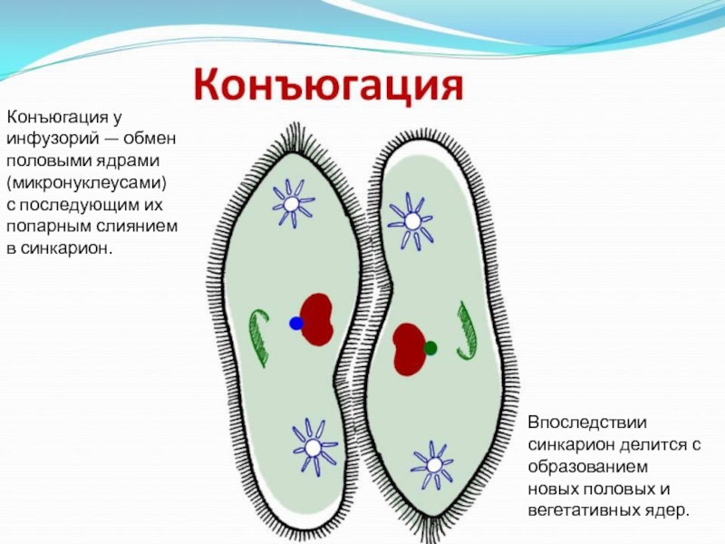 Конъюгация у инфузорий схема