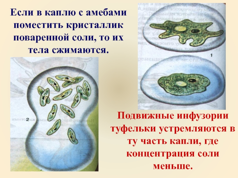 Экспериментатор поместил кристалл соли в каплю воды с живыми амебами изображенном на рисунке