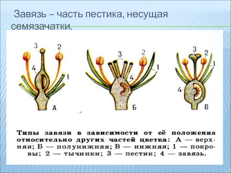 Завязь на рисунке