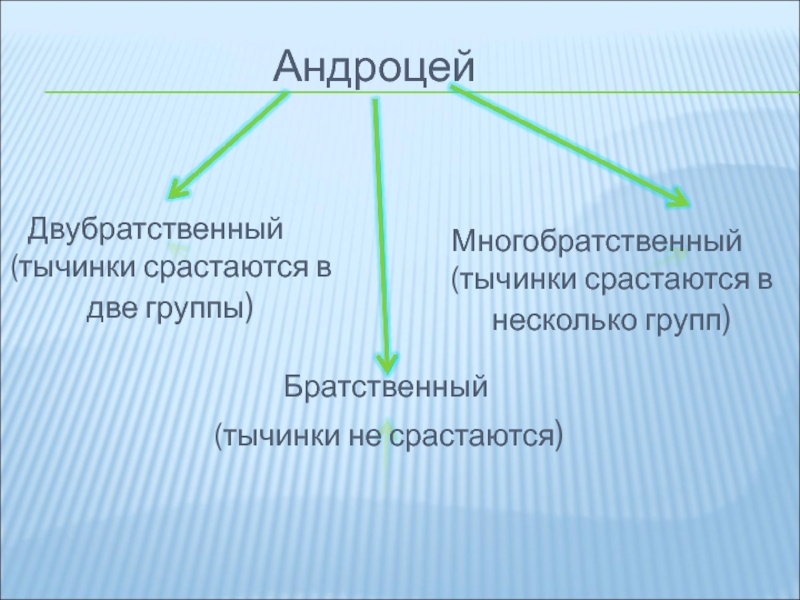 Андроцей. БРАТСТВЕННЫЙ андроцей. Многобратственный тычинки. Адроцедий двубратственный. Андроцей двубратственный и однобратственный.