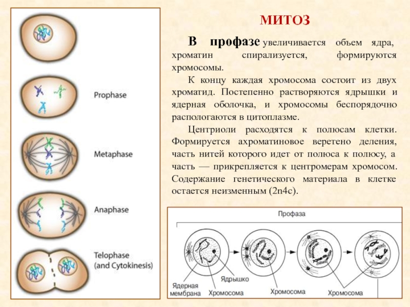 Митоз схема по фазам с хромосомным набором