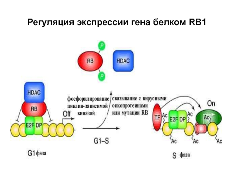 Белок гена