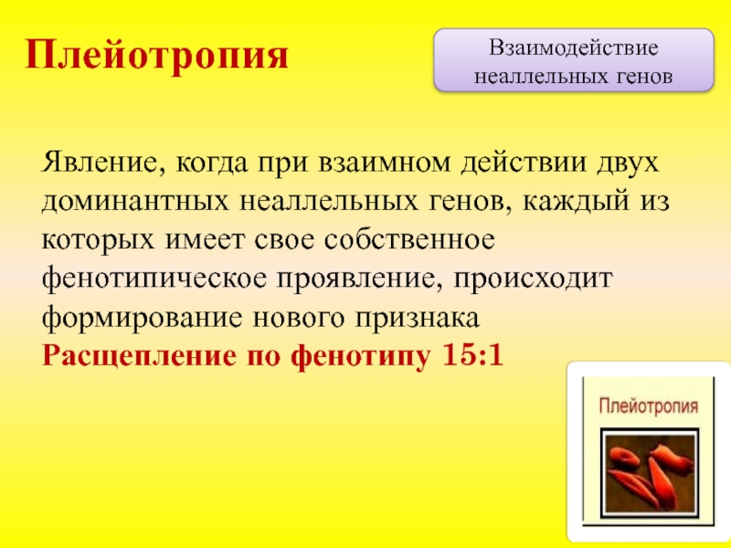 Презентация взаимодействие неаллельных генов 10 класс