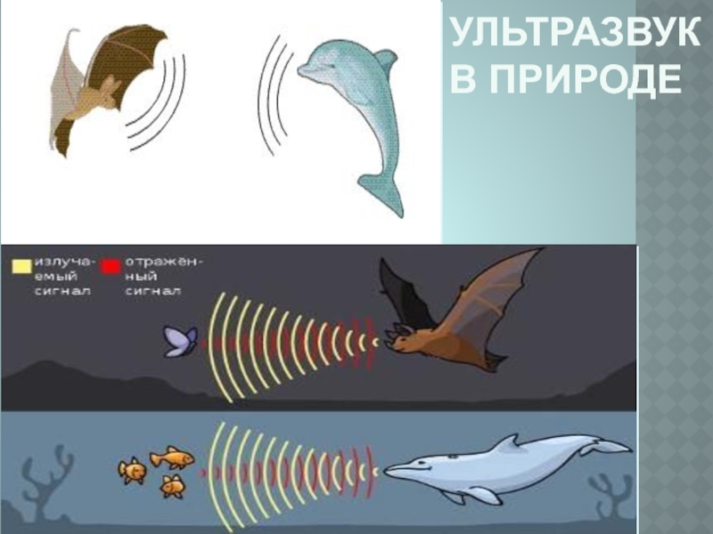 Сообщение на тему ультразвук в природе. Ультразвук в природе и технике презентация. Ультразвук в природе и технике сообщение.