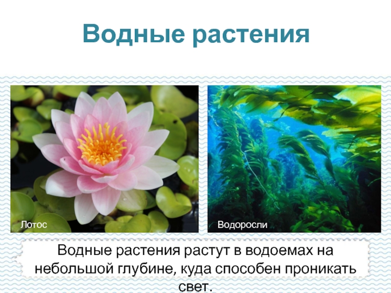 Список водных растений. Приспособления водных растений. Растения водной среды. Растения водной среды обитания. Водные растения в водной среде.