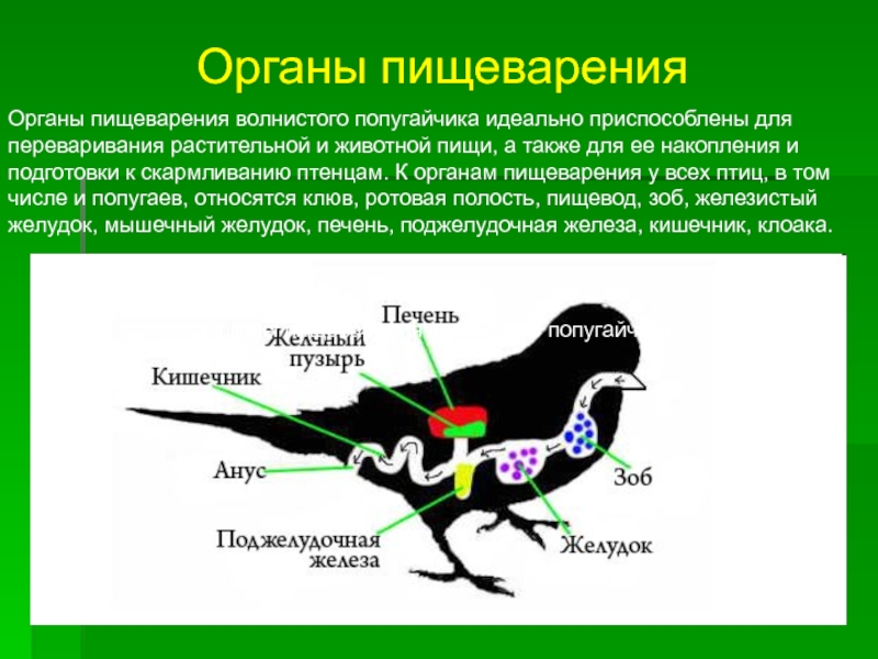 Схема строения пищеварительной системы птиц