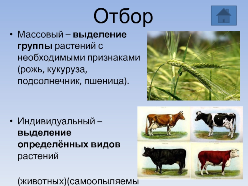 Индивидуальный отбор. Методы селекции баклажана.