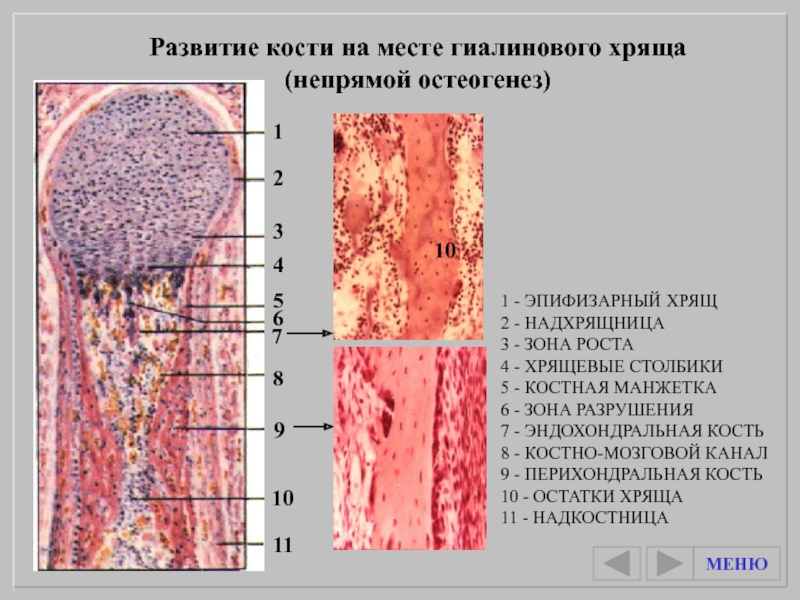 Развитие кости на месте хряща гистология рисунок