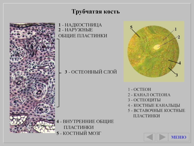 Презентация костная ткань гистология