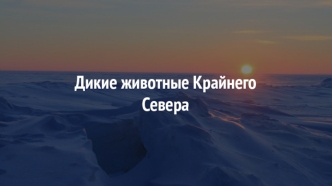 Дикие животные Крайнего Севера