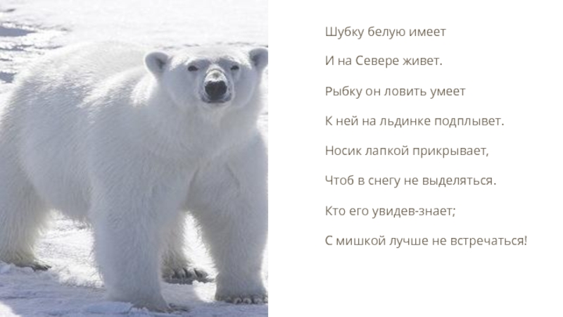 Песни жить на севере. Кто живет на севере. Животные крайнего севера. На севере жить. Белый медведь живет на крайнем севере.
