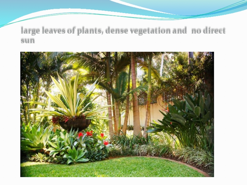 large leaves of plants, dense vegetation and no direct sun
