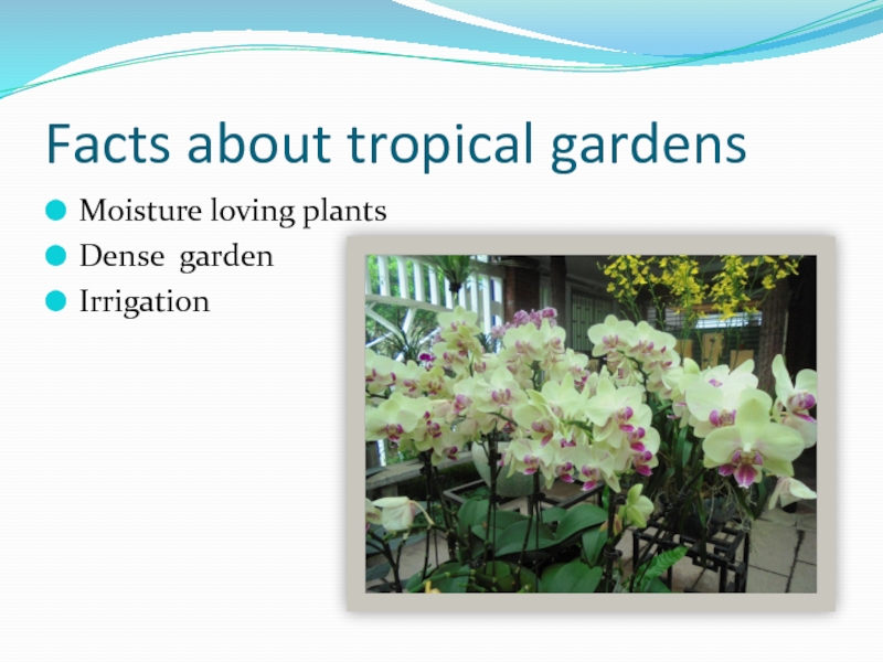Facts about tropical gardens Moisture loving plants  Dense garden  Irrigation