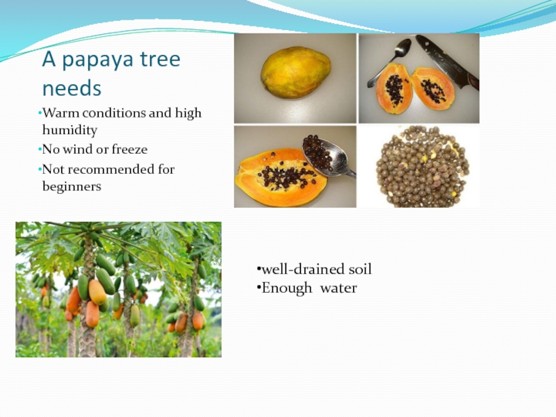A papaya tree needs Warm conditions and high humidity No wind or freeze  Not recommended for