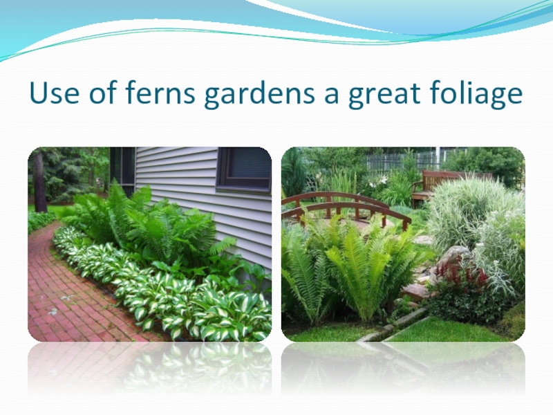 Use of ferns gardens a great foliage