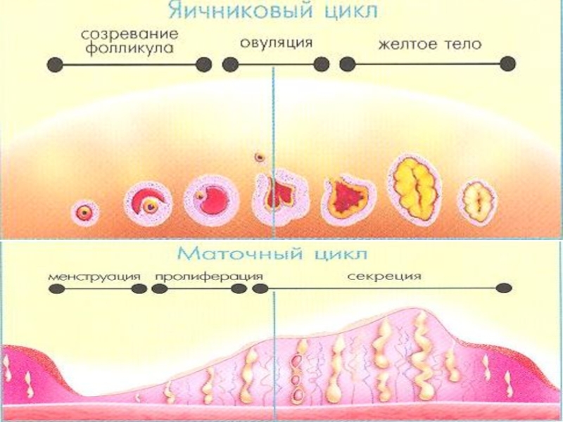 Овуляция схема цикла