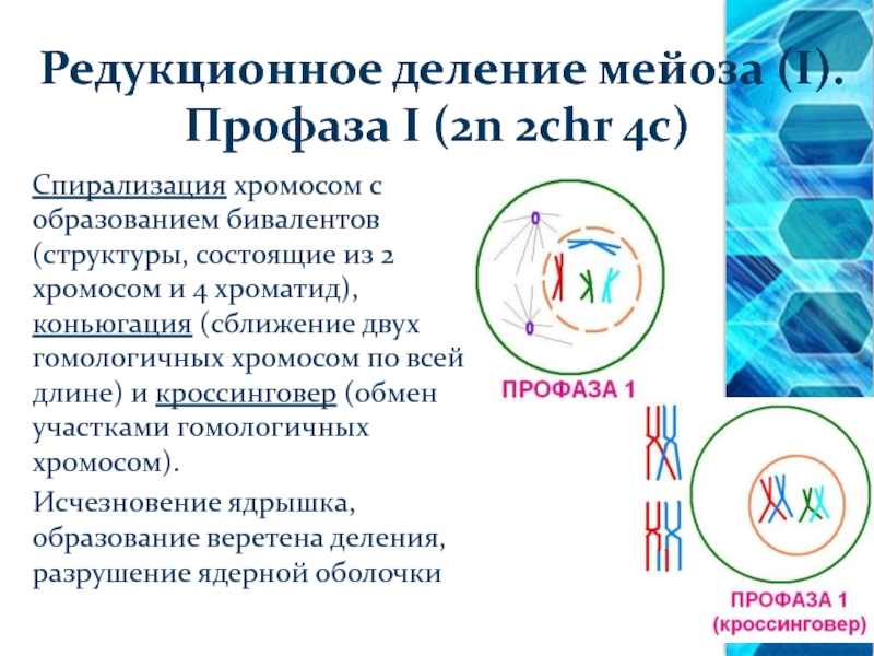 Спирализация хромосом исчезновение ядерной оболочки